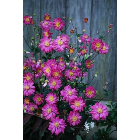 Anemone x hybrida 'Bressingham Glow' - Bressingham Glow Hybrid Japanese Anemone