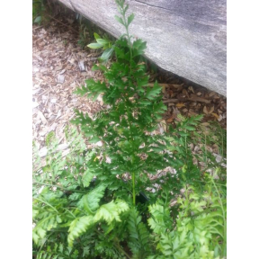 Arachnoides standishii - Upside-Down Fern