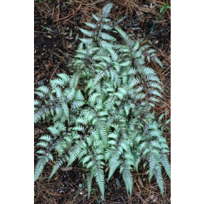 Athyrium niponicum 'Pictum' - Pictum Japanese Painted Fern