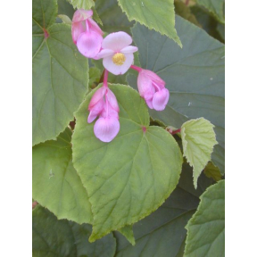 Begonia grandis 'Heron's Pirouette' - Heron's Pirouette Hardy Begonia
