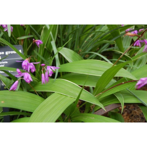 Bletilla striata 'Albostriata' - Albostriata Hyacinth Orchid