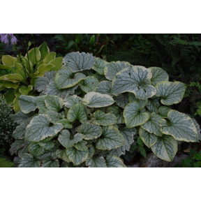 Brunnera macrophylla 'King's Ransom' PPAF - King's Ransom Brunnera