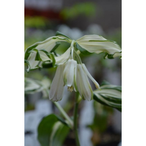 Disporum sessile 'Snow Stream' - Snow Stream Japanese Fairy Bell