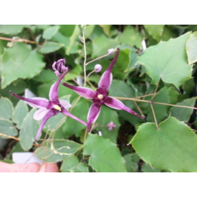Epimedium acuminatum 'Night Mistress' - Night Mistress Fairy Wings