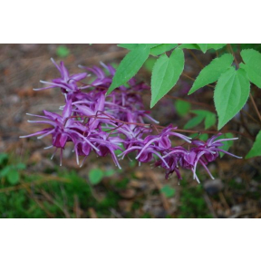 Epimedium grandiflorum 'Purple Prince' - Purple Prince Fairy Wings