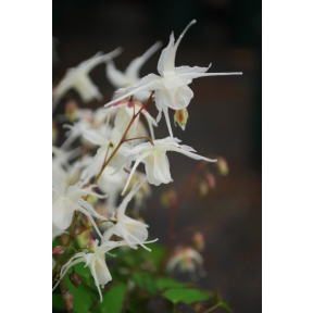 Epimedium grandiflorum var. higoense 'Bandit' - Bandit Fairy Wings