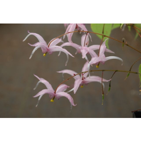 Epimedium leptorrhizum - Fairy wings