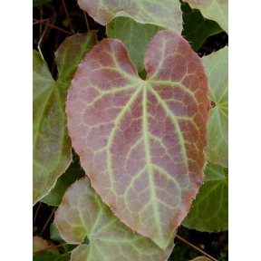Epimedium x perralchicum ‘Frohnleiten' - Frohnleiten Fairy Wings