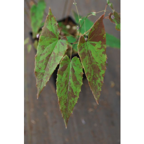 Epimedium x 'Kaguyahime' - Kaguyahime Fairy Wings