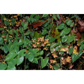 Epimedium x warleyense ‘Orangekonigin’ - Orangekonigin Fairy Wings