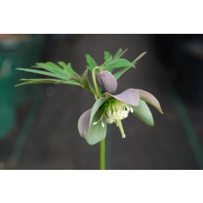 Helleborus purpurascens - Purple Flowering Hellebore