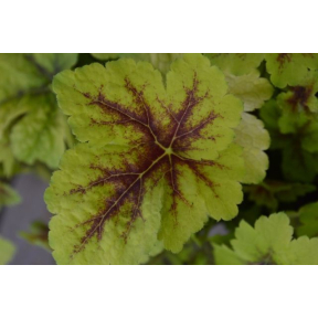 X Heucherella 'Gold Zebra'  PP 22104 - Gold Zebra Hybrid Foamy Bells