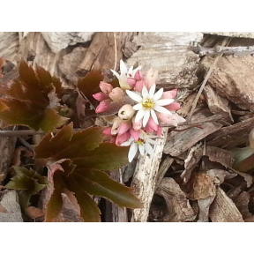 Mukdenia rossii 'Karasuba' ('Crimson Fans') - Karasuba Mukdenia