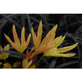 Mukdenia rossii 'Ogon' - Gold Leaf Mukdenia