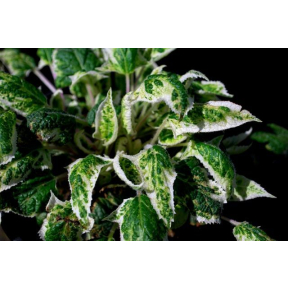 Salvia nipponica 'Fuji Snow' - Fuju Snow Japanese Sage