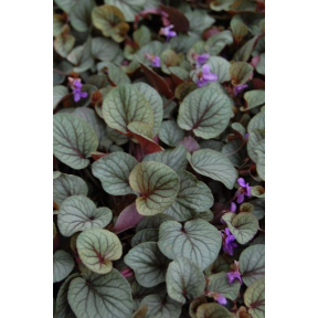 Viola walteri 'Silver Gem' - Silver Gem Appalachian Blue Violet