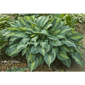 Hosta 'Kiwi Full Monty' - Kiwi Full Monty Hosta