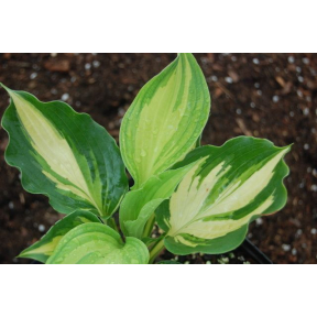 Hosta 'Lakeside Paisley Print' - Lakeside Paisley Print Hosta  