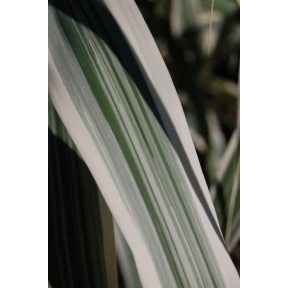 Arundo donax 'Peppermint Stick' - Peppermint Stick Giant Reed Grass