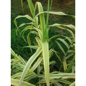Arundo donax 'Golden Chain' - Golden Chain Giant Reed Grass
