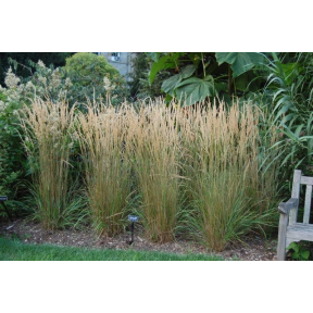 Calamagrostis x acutiflora 'Karl Foerster' - Karl Foerster Feather Reed Grass