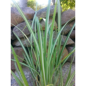 Miscanthus sinensis 'Caberet' - Caberet Maiden Grass