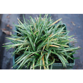 Ophiopogon japonicus (Dwarf Variegated) - Variegated Dwarf Japanese Mondo Grass
