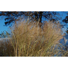 Panicum virgatum 'Northwind' - Northwind Switch Grass