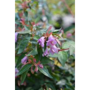 Abelia x 'Edward Goucher' - Edward Goucher Hybrid Abelia