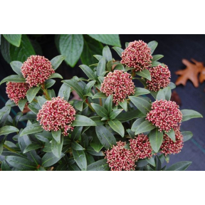 Skimmia japonica (Male) - Male Japanese Skimmia