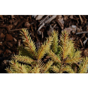 Picea abies ‘Vermont Gold’ - Vermont Gold Norway Spruce