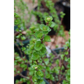 Betula michauxii - Newfoundland Dwarf Birch