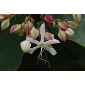 Clerodendrum trichotomum var. fargesii - Glory Bower