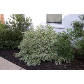 Cornus alba 'Bailhalo' Ivory Halo® PP 8722 - Bailhalo Tatarian Dogwood 