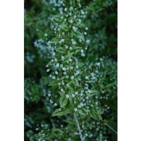Deutzia gracilis 'Variegata' - Variegated Slender Deutzia