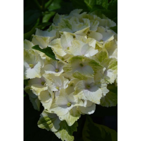 Hydrangea macrophylla 'Hokomano' PP 22696 - Hokomano Bigleaf Hydrangea