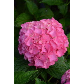 Hydrangea macrophylla 'Kolmgarip' PPAF - Kolmgarip Bigleaf Hydrangea