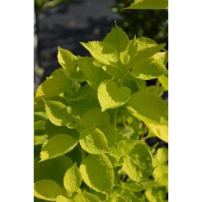 Philadelphus coronarius 'Aureus' - Golden Mockorange