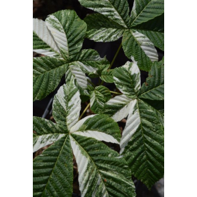 Aesculus turbinata 'Marble Chip' - Marble Chip Japanese Horsechestnut