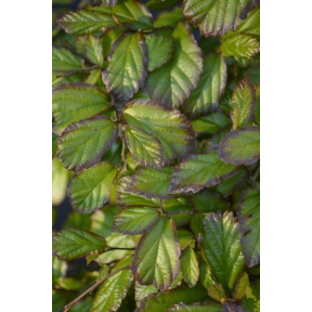 Parrotia persica 'Henny's Dwarf' - Henny's Dwarf Persian Parrotia