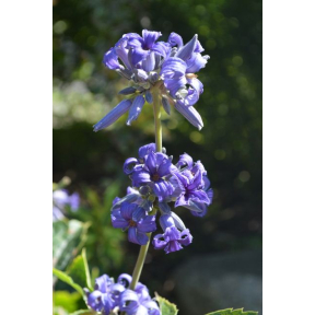 Clematis heracleifolia 'China Purple' - China Purple Tube Clematis