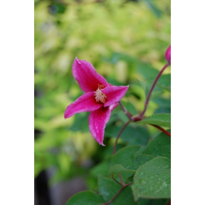 Clematis texensis 'Princess Diana' - Princess Diana Texas Leather Flower