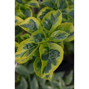 Hydrangea anomala ssp. petiolaris 'Miranda' - Variegated Climbing Hydrangea