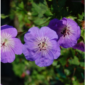 Geranium x ‘Rozanne’ PP 12175 - Rozanne Hybrid Geranium