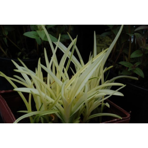 Hemerocallis x 'Secured Borders' - Secured Borders Daylily