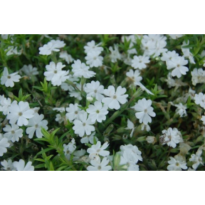 Phlox subulata 'Schneewittchen'  - Schneewittchen Creeping Phlox