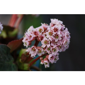 Bergenia ciliata - Fringed Bergenia