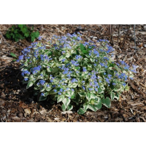 Brunnera macrophylla 'Variegata' - Variegated Heartleaf Brunnera