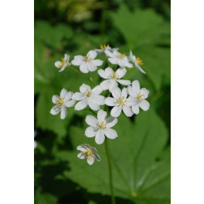 Dentaria diphylla - Toothwort