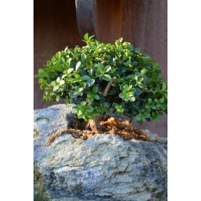 Buxus microphylla var. japonica 'Morris Midget' - Morris Midget Littleleaf Boxwood